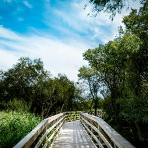 Leading The Way Leading The Way – Jeff Mann (06/16/24)